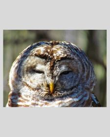 SGP_birdwatching_owl_thumb_2020.jpg